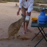 Känguru beim Wasser trinken