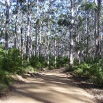 Karribäume Westaustralien