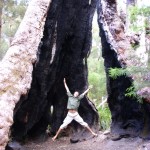 Giant Tingle Tree Australien