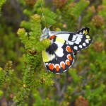 Stirling Range Schmetterling