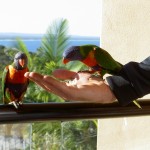 Papageien auf der Hand