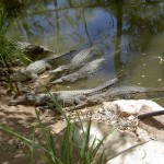 Townsville Billabong Sanctuary - Krokodile im Wasser